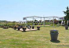 Hier Graff Breeding and Lazzeri.